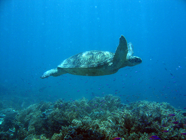 Turtle Sipadan